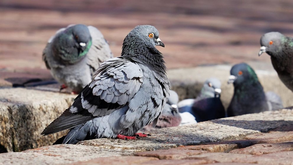 Un grupo de palomas buscando comida en un suelo empedrado. Pixabay.
