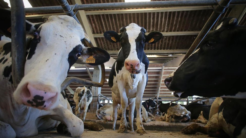 Foto de archivo de vacas en una explotación ganadera. CARLOS CASTRO / EUROPA PRESS