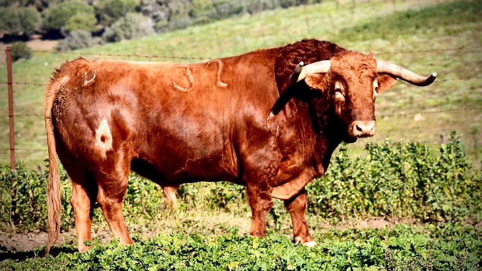 Papeles, marcado con el número 32 de la ganadería La Palmosilla, es el nombre del primer toro conocido para los encierros de San Fermín de 2024. LA PALMOSILLA