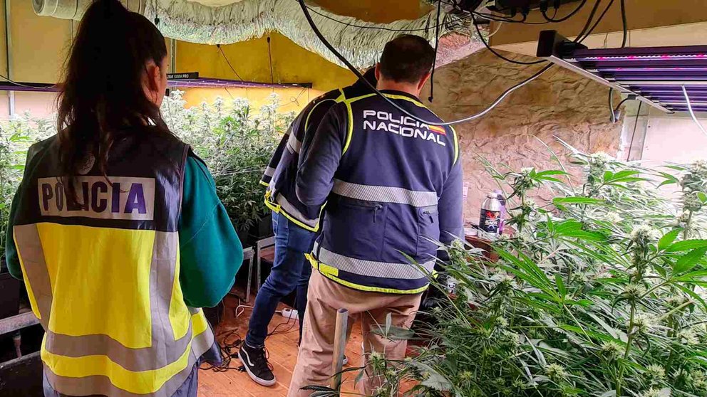 Tres agentes de Policía nacional inspeccionan una de las plantaciones encontradas de marihuana en Navarra. POLICÍA NACIONAL