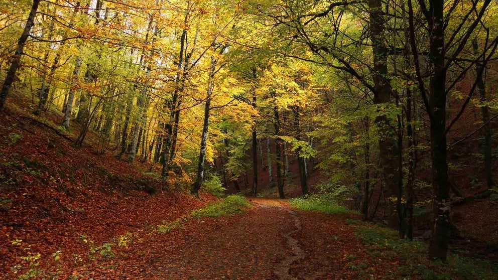 Bosque de Quinto Real. JUAN MARTÍNEZ / TURISMO DE NAVARRA