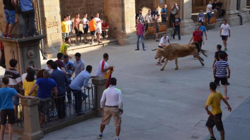 Vacas durante las fiestas de San Gregorio en Los Arcos. AYUNTAMIENTO DE LOS ARCOS