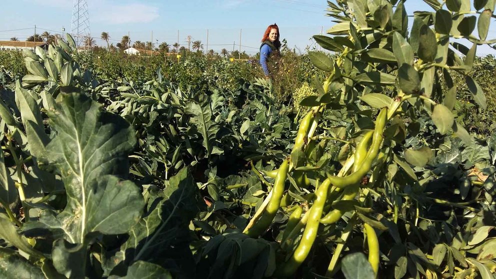 Imagen de archivo de un cultivo de brócoli y habas. DIVERFARMING