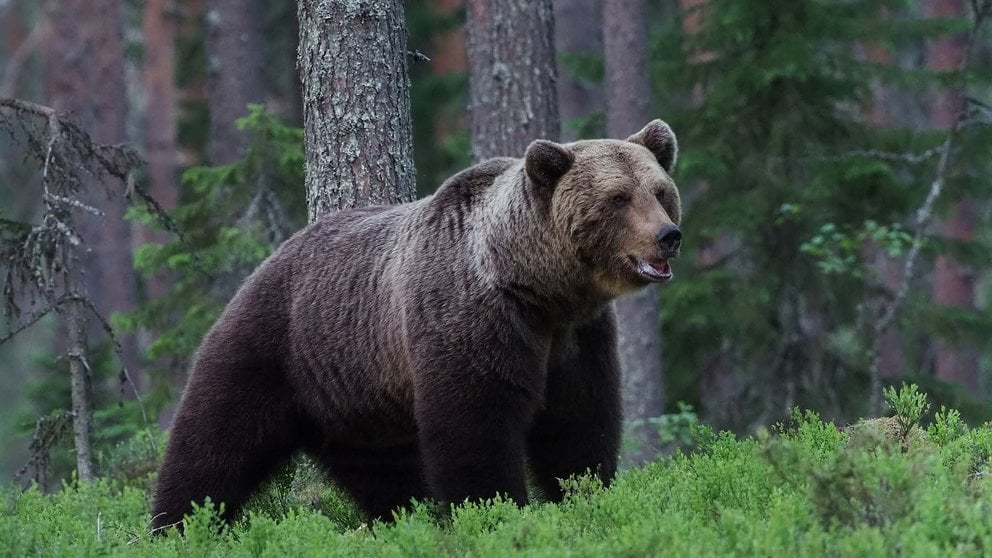 Imagen de archivo de un oso pardo. FRANK VASSEN / WIKIMEDIA COMMONS