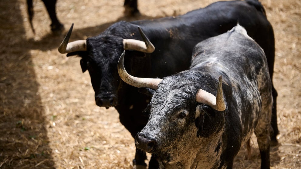 Toros de la ganadería de Cebada Gafo (8 de julio) en los Corrales del Gas preparados apra San Fermín 2024. PABLO LASAOSA
