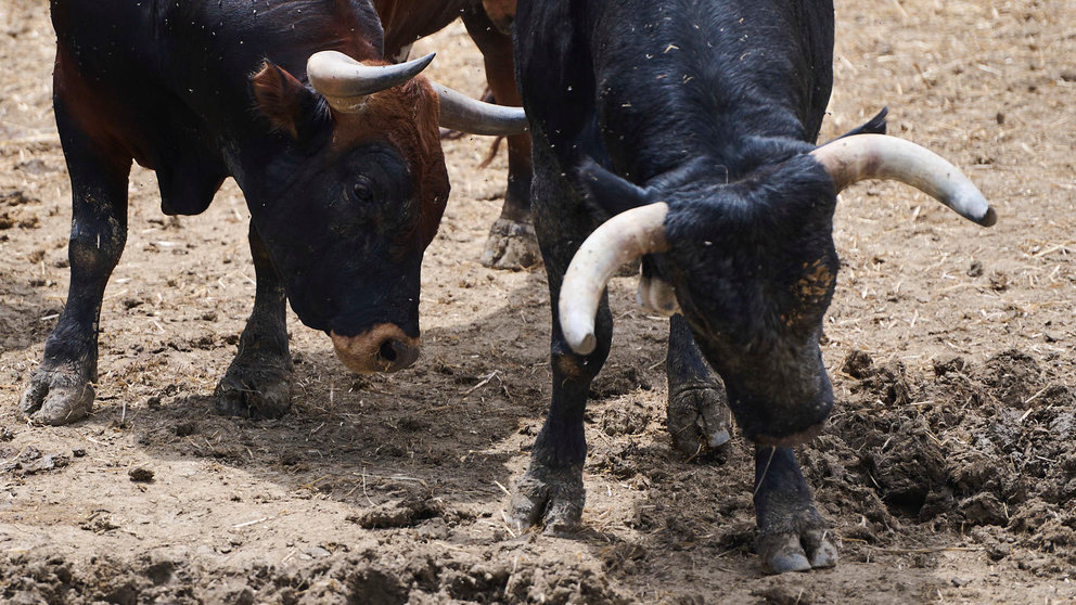Los toros de Miura para la corrida y el encierro del 14 de julio de 2024 en los corrales del Gas de Pamplona. PABLO LASAOSA