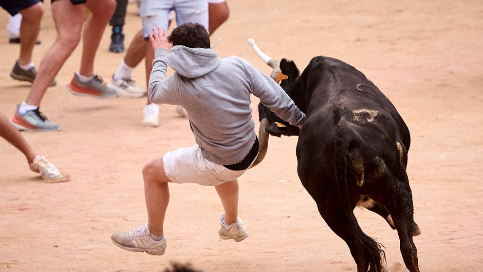 Las vaquillas amenizan la plaza después del encierro de José Escolar durante San fermín 2024. PABLO LASAOSA