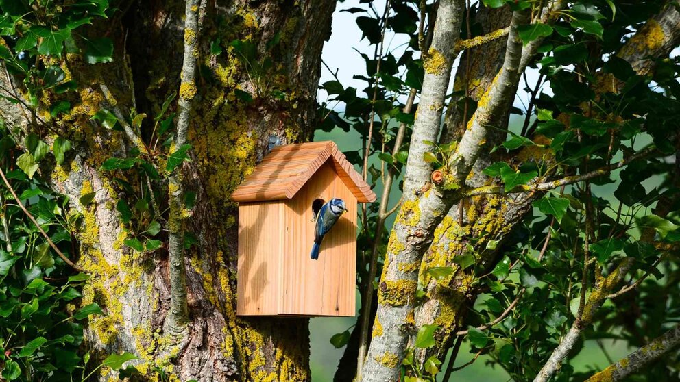 La instalación de cajas nido es una estrategia óptima para incrementar la
presencia de aves que favorezcan el ecosistema y la biodiversidad. PIXABAI