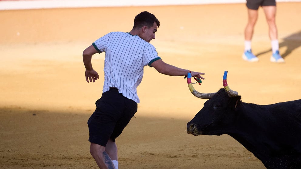 Suelta de vaquillas de la ganadería Santos Zapatería de Valtierra durante las fiestas de Tudela 2024. PABLO LASAOSA