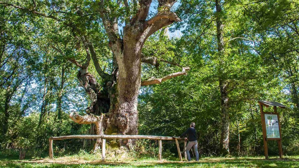 Los colosales robles de Jauntsarats en la localidad de Jauntsarats. AYUNTAMIENTO DE BASABURUA.