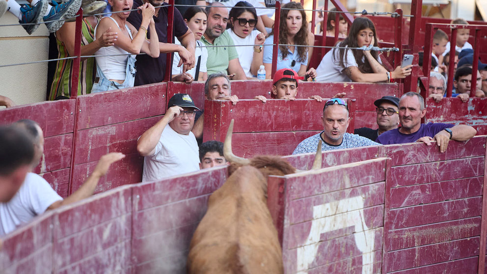 Suelta de vacas después del primer encierro del Estrecho de Arguedas 2024 con vacas de la ganadería de Ustárroz. PABLO LASAOSA