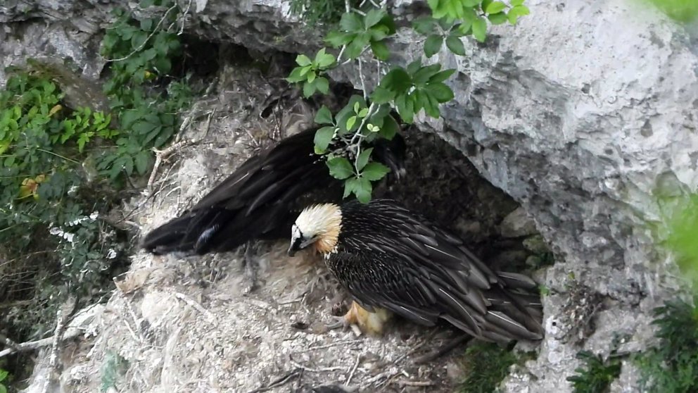 Pollo de quebrantahuesos en la sierra de Aralar. GOBIERNO DE NAVARRA