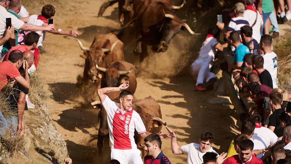 Tercer encierro del Pilón 2024 de las fiestas de Falces con vacas de la ganadería de Juan José Laparte de Marcilla. PABLO LASAOSA