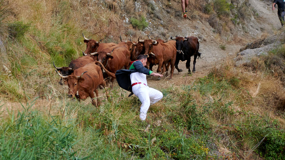 Cuarto encierro del Pilón de Falces con vacas de la ganadería Lastur. IRANZU LARRASOAÑA