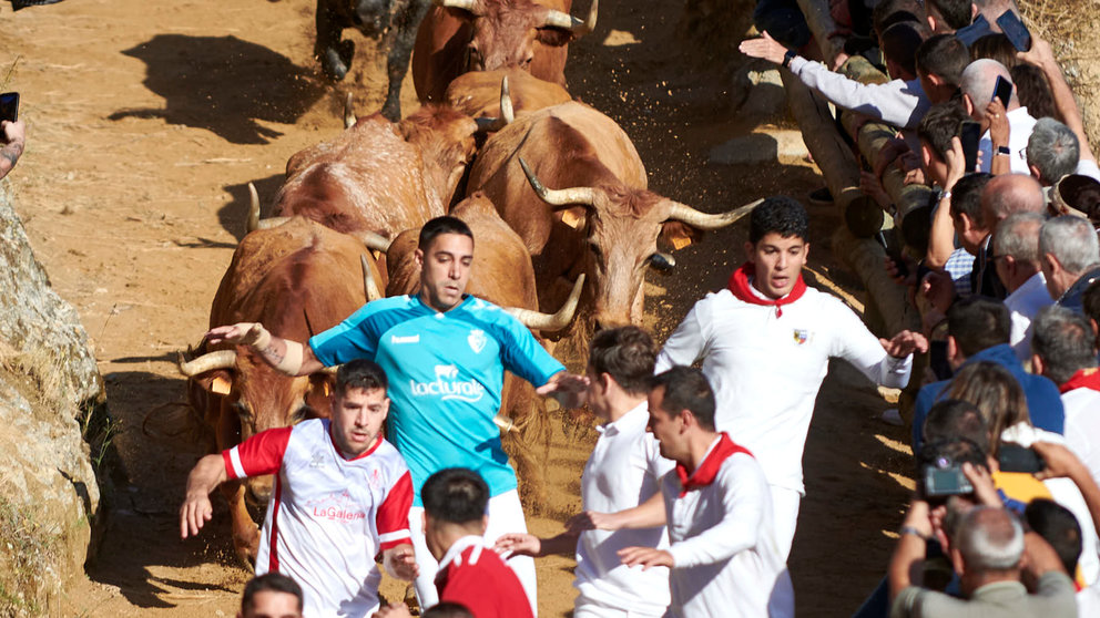 Quinto encierro del Pilón de Falces con vacas de la ganadería Eulogio Mateo. IRANZU LARRASOAÑA