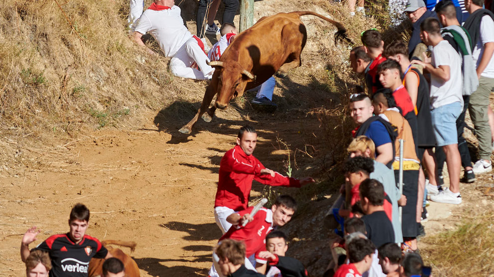 Sexto encierro del Pilón de Falces con vacas de la ganadería Hípica Zahorí. IRANZU LARRASOAÑA