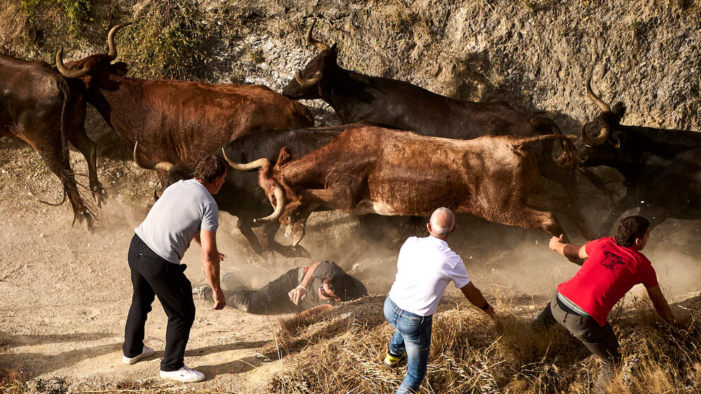 Octavo y último encierro del Pilón de las fiestas de Falces 2024 con vacas de la ganadería de Teodoro Vergara. PABLO LASAOSA