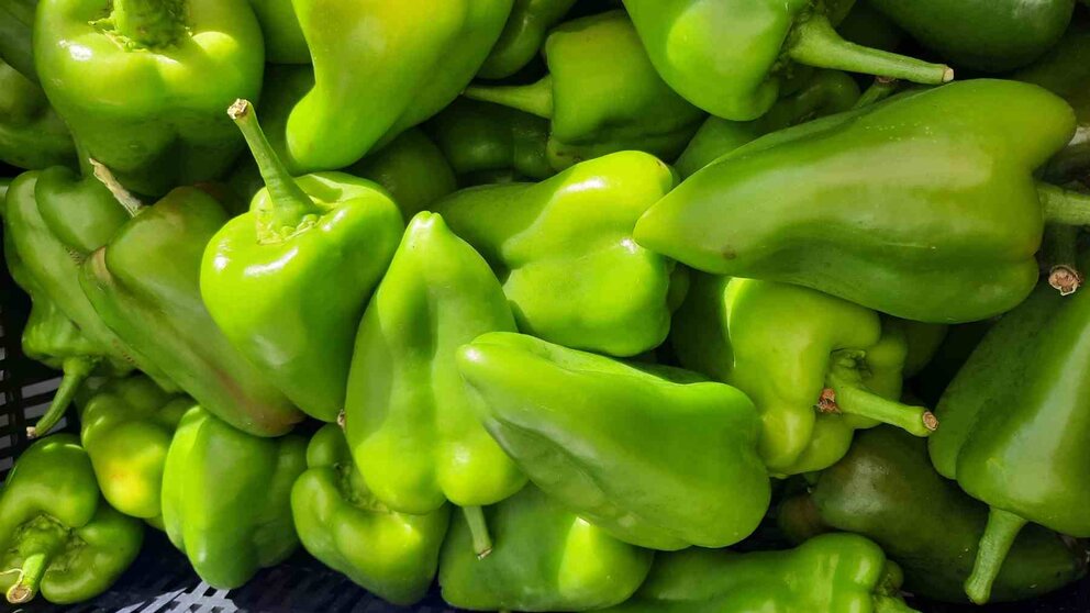 Pimiento Cucón de Peralta. VERDURAS DE NAVARRA