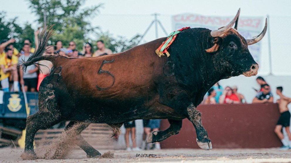 Ciclista, el Cebada Gago que no viajó a Pamplona por San Fermín. © Pascual