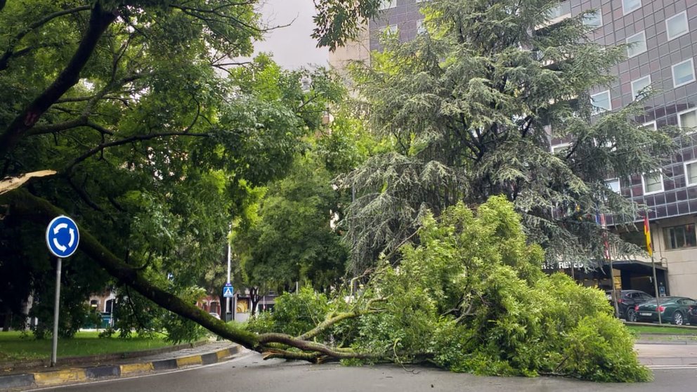 Imagen del árbol caído en el centro de Pamplona tras la tormenta. CEDIDA