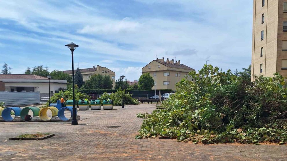 Los plataneros de Villava en el suelo una vez perpetrado el arboricidio. CEDIDA