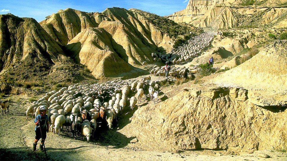 Imagen de archivo de la trashumancia en las Bardenas Reales. VISIT NAVARRA / ARCHIVO