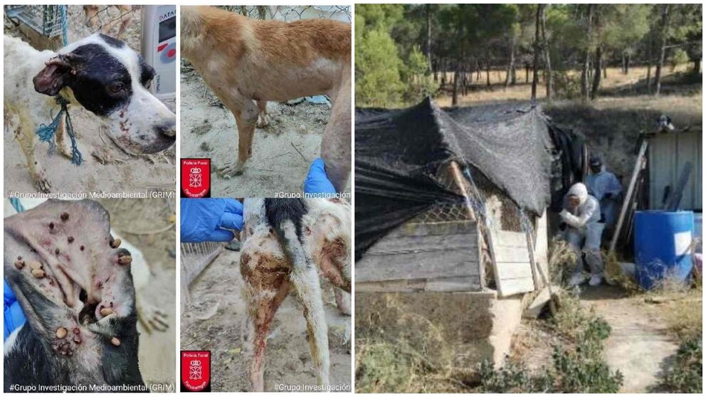 Alguno de los perros encontrados y un agente de la Policía Foral accediendo al recinto. POLICÍA FORAL