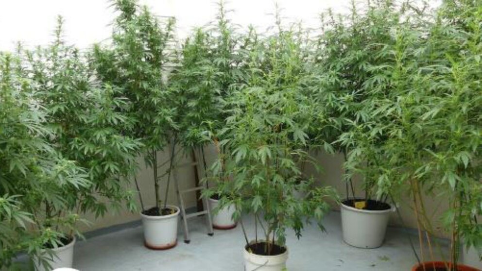 Imagen de las plantas de marihuana. POLICÍA FORAL