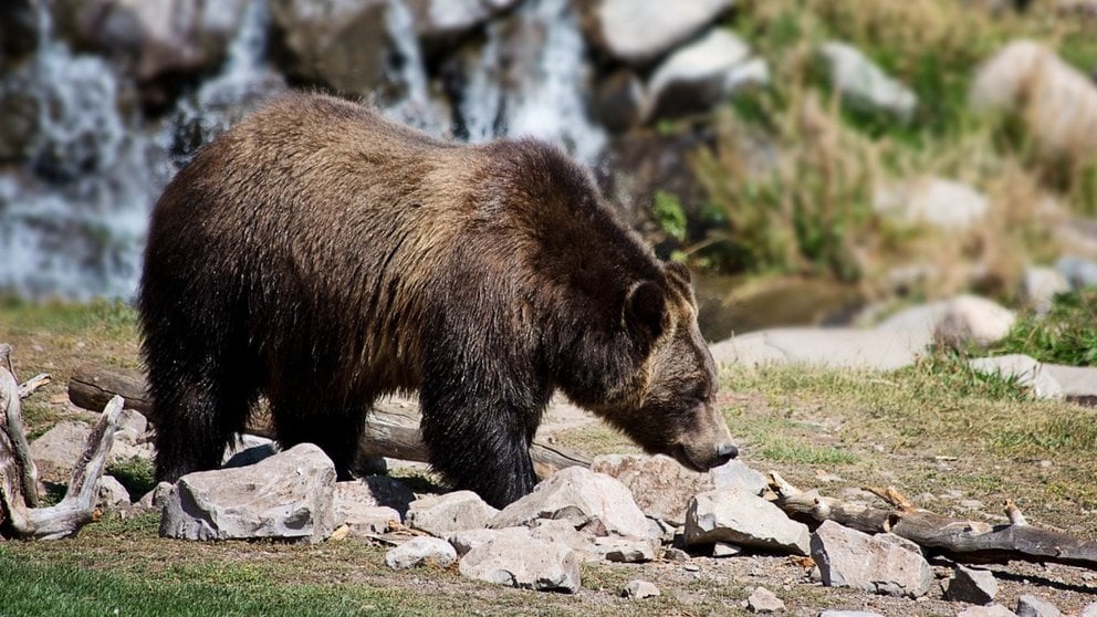 Imagen de archivo de un oso pardo. ARCHIVO