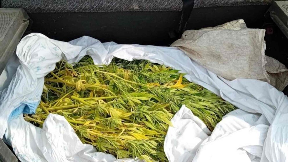 Los detenidos llevaban 15 plantas de marihuana en el maletero del coche. POLICÍA FORAL