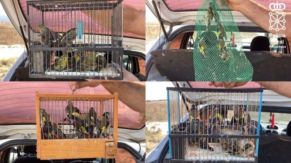 Aves decomisadas cuya venta está prohibida. Policía Foral