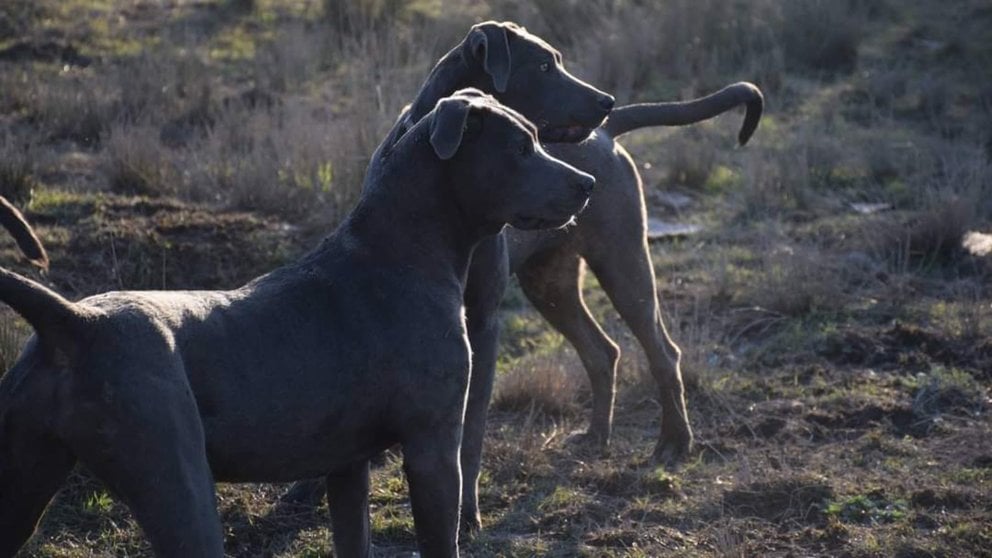 Imagen de archivo de dos perros Presa Navarro. CLUB DEL BASATI ALAUNT