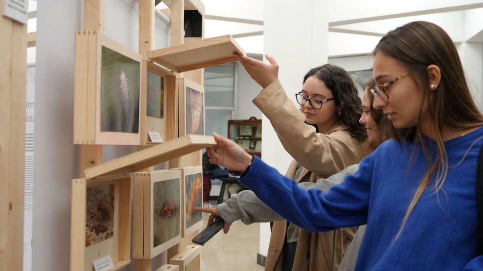 El Museo de Ciencias Universidad de Navarra inaugura la exposición "Insectos. Todo lo que cuentan". CEDIDA