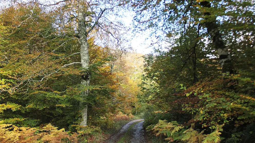 El bosque de Basajaunberro esconde bucólicos paisajes. TURISMO DE NAVARRA