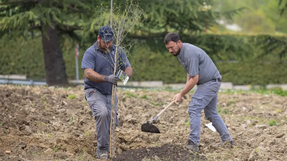 Empleados del servicio de Jardinería de la Universidad de Navarra plantando uno de los robles que crecerá en el entorno más próximo al polideportivo. UNIVERSIDAD DE NAVARRA
