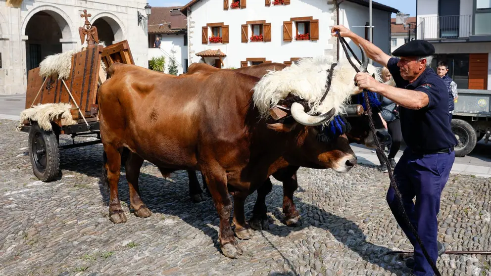 Un pastor prepara este lunes a los animales antes de comenzar la peregrinación de siete jornadas que trasladará las réplicas de las puertas de San Miguel de Aralar en un carro de bueyes desde la localidad guipuzcoana de Astigarraga hasta Navarra. EFE/Juan Herrero.