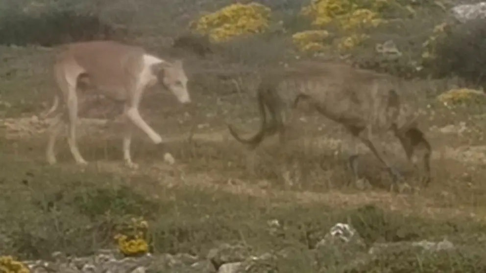 Los dos galgos que el investigado abandonó en Soria. 
SUBDELEGACIÓN