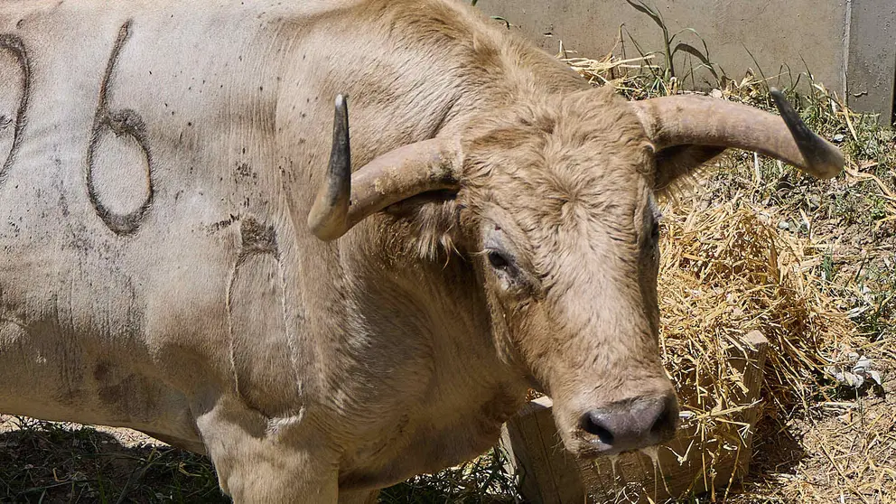 El toro 'Primoroso' (nº 196) de la ganadería de Fuente Ymbro (7 de julio), jabonero, y de 560 kilos de peso, en los Corrales del Gas de Pamplona para San Fermín 2025. IÑIGO ALZUGARAY