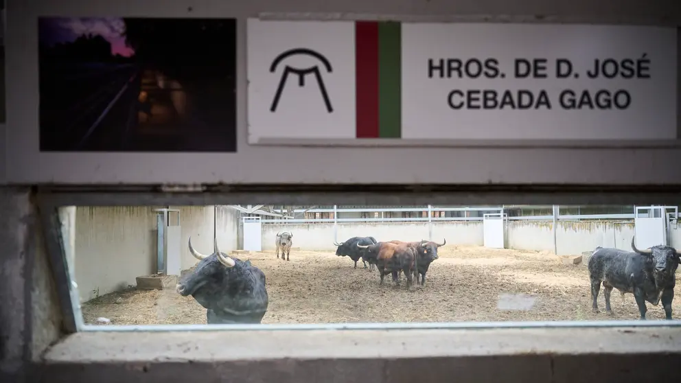 Apertura de los corrales del Gas para ver los toros de San Ferm&iacute;n 2025. PABLO LASAOSA