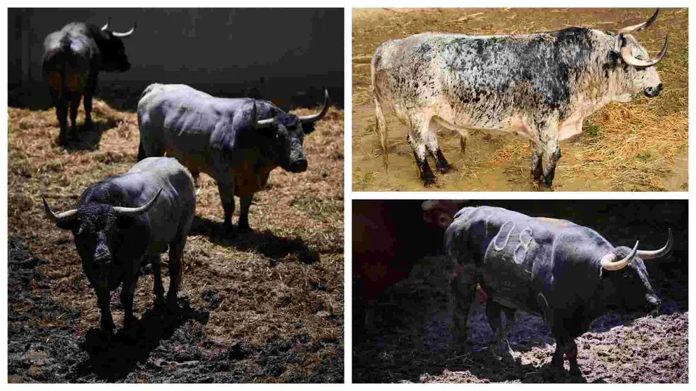 A la izquierda, los toros de Escolar en los Corrales del gas; a la derecha, arriba, Lioso, de Cebada Gago; y abajo, Histórico, de Jandilla. PABLO LASAOSA / ÍÑIGO ALZUGARAY