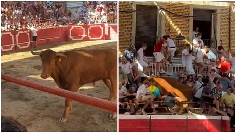 Fotomontaje con varias capturas del video en el que la vaca salta a la grada en Cadreita. NAVARRA.COM