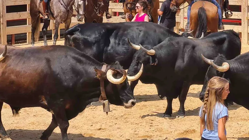 Larraga celebra el XXIII día de la vaca brava. AYUNTAMIENTO DE LARRAGA