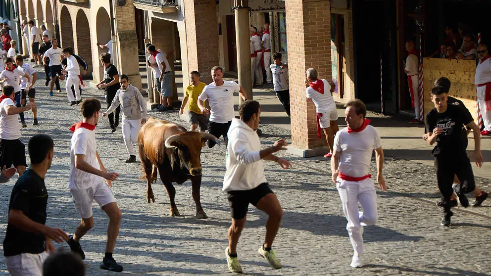 Encierro de novillos durante las Fiestas de Estella de 2025. I&Ntilde;IGO ALZUGARAY