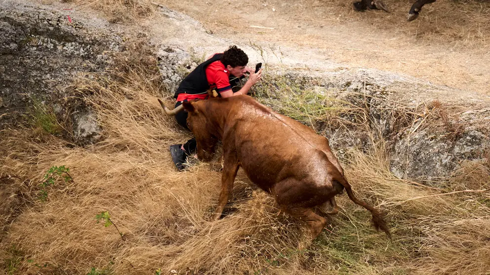 Tercer encierro del Pilón en las fiestas de Falces de 2025 con vacas de la ganadería de Teodoro Vergara de Falces. PABLO LASAOSA