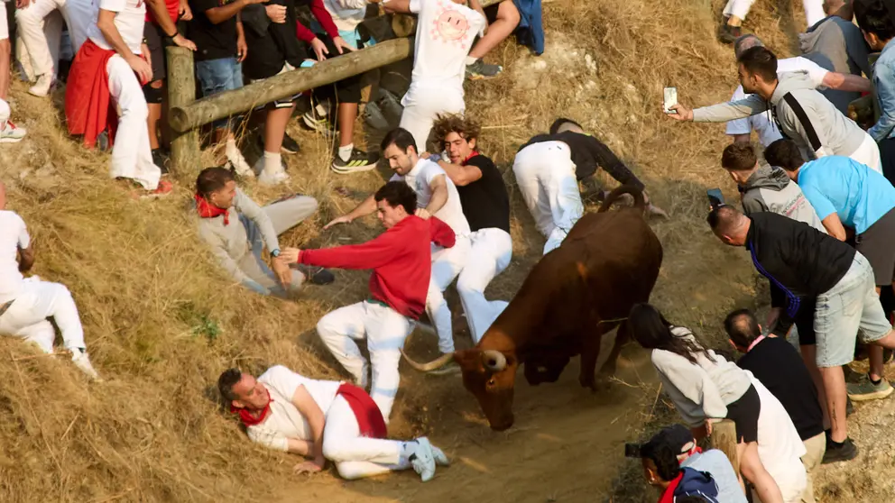 ºCuarto encierro del Pilón en las fiestas de Falces de 2025 con vacas de la ganadería de Alba Reta de Grocin. IÑIGO ALZUGARAY