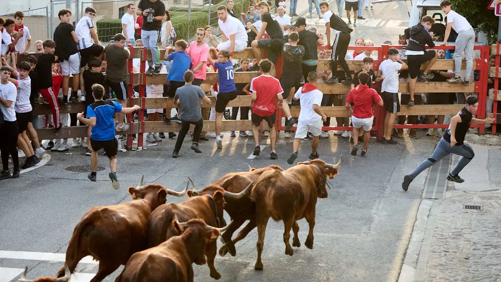 Suelta de vaquillas de la ganadería de Hermanos Ganuza en el casco antiguo durante las fiestas de Zizur Mayor 2025. IÑIGO ALZUGARAY