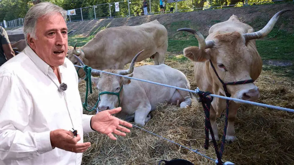 Asirón, sobre una imagen de la Feria de ganado de razas autóctonas navarras en el parque de la Runa de Pamplona. IÑIGO ALZUGARAY