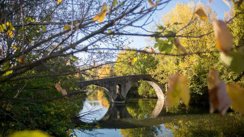 Pamplona eliminará setenta y tres ejemplares de seis especies vegetales invasoras de las orillas de sus ríos para preservar la biodiversidad de los entornos fluviales.
