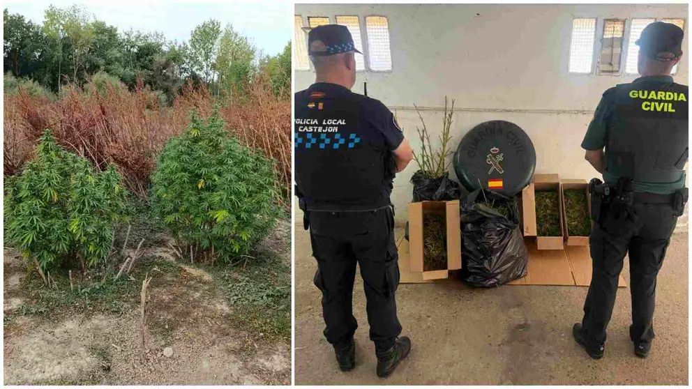 Dos de las 11 plantas halladas junto al río y sendos agentes de la Policía Local de Castejón y de la Guardia Civil junto a la droga intervenida. GUARDIA CIVIL DE NAVARRA