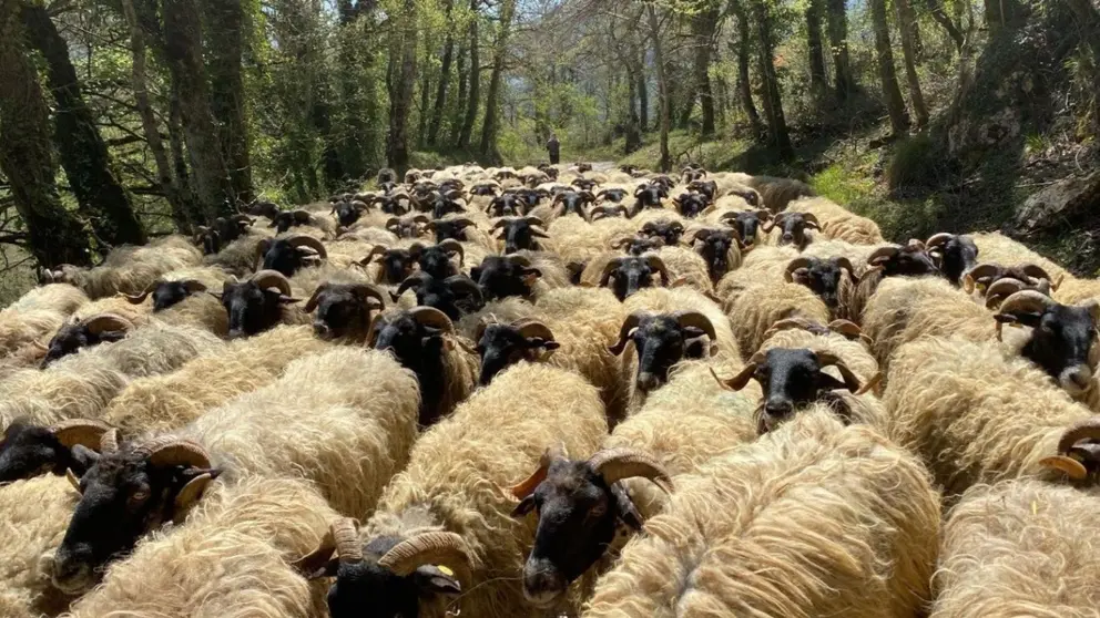 Día del Pastor en Navarra. Turismo Navarra